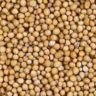 where do mustard seeds come from