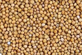where do mustard seeds come from