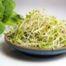 where to buy broccoli sprouts