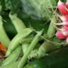A Guide to Sustainable Farming How to Sell Eco-friendly Produce in Australia