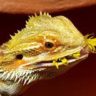 Can Bearded Dragons Eat Carrots