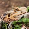 Can Bearded Dragons Eat Lettuce