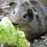 Can Guinea Pigs Eat Lettuce