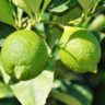 Can Lemons be Green