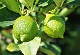 Can Lemons be Green