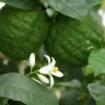 Can Lemons go in Compost