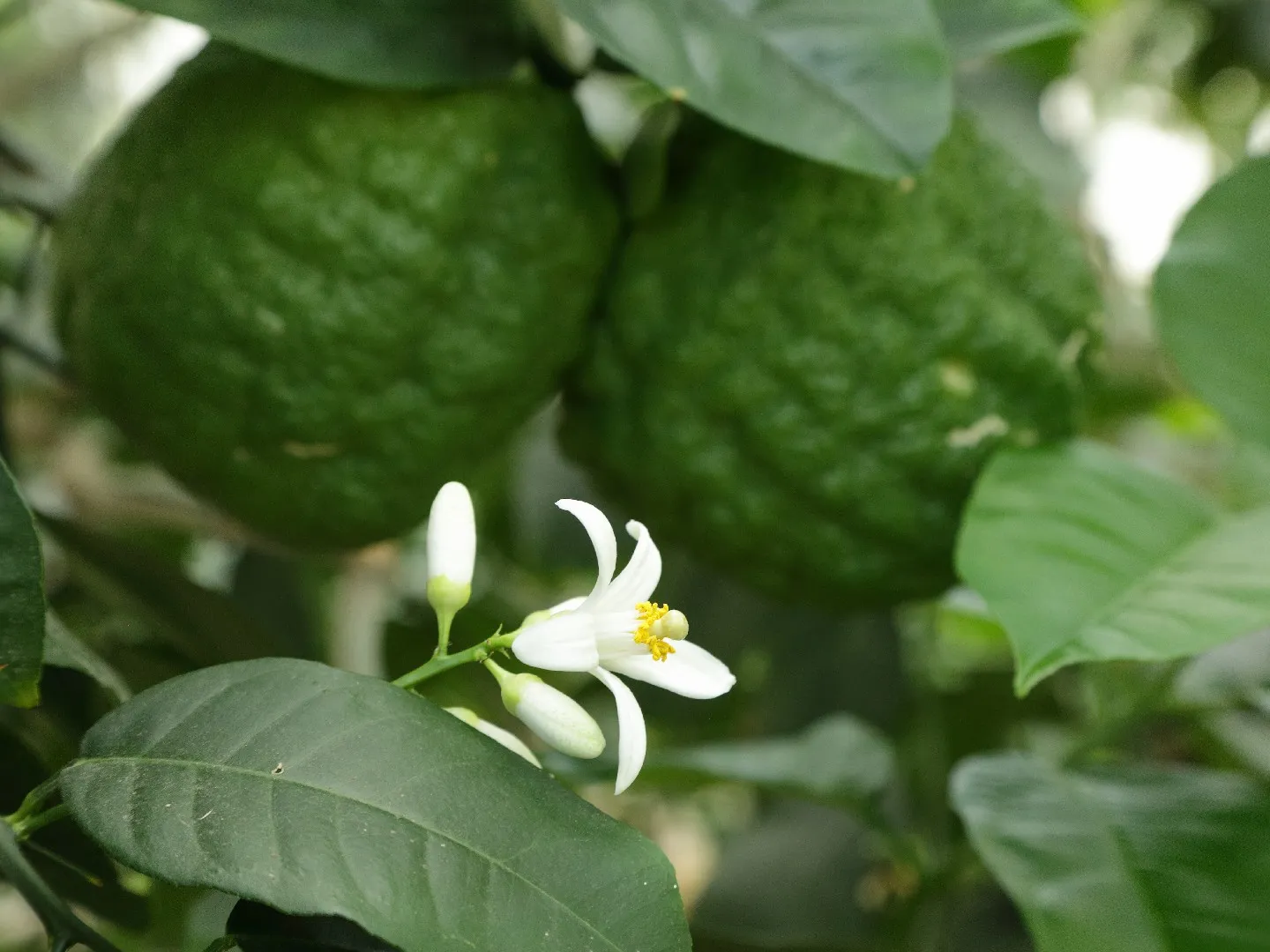 Can Lemons go in Compost
