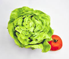 Can Lettuce be Planted With Tomatoes