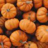 Carbohydrates in Pumpkin