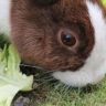 Do Rabbits Eat Lettuce