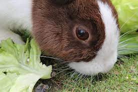 Do Rabbits Eat Lettuce