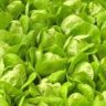 How Many Carbs in Lettuce