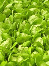 How Many Carbs in Lettuce