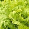 how to grow iceberg lettuce