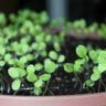 How to Grow Lettuce From Seed