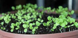 How to Grow Lettuce From Seed