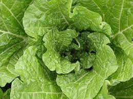 How to Keep Lettuce Fresh in Fridge