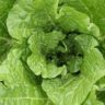 How to Keep Lettuce Fresh in The Fridge