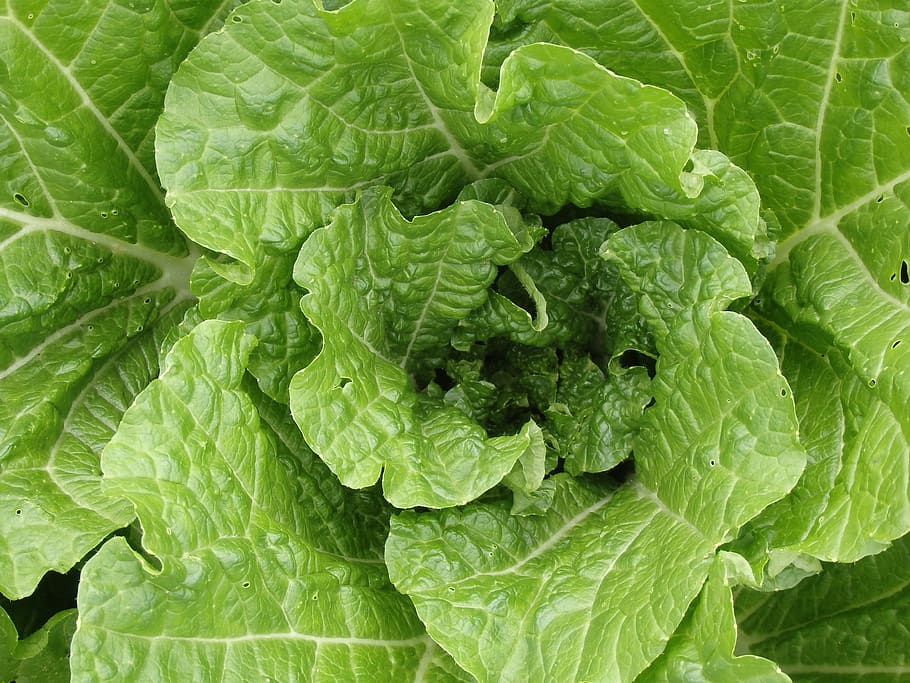 How to Keep Lettuce Fresh in The Fridge