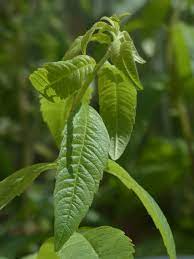 Is Lemon a Herb or Shrub