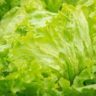 Is Lettuce A Vegetable