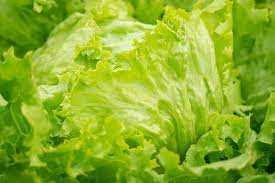 Is Lettuce A Vegetable