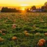 Is Pumpkin Good For You