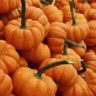 Is Pumpkin Keto Friendly