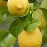 Lemons With Leaves