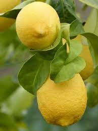 Lemons With Leaves