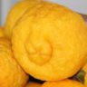 Lemons With Thick Skin