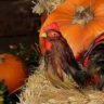 Pumpkin For Chickens