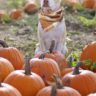 Pumpkin For Constipated Dog