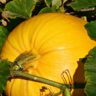 Pumpkin Nutrition