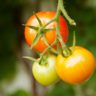 Successful Strategies for Selling Farm Fresh Produce in Australia