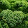 The Australian Guide to Sustainable Packaging for Fruits and Vegetables