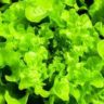 Where Does Lettuce Grow Best