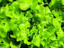 Where Does Lettuce Grow Best