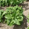 Where Does Lettuce Seeds Come From
