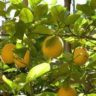 Where do Lemons Grow