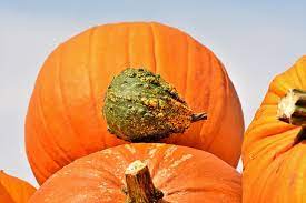 Which Vitamin Is Pumpkin Rich In