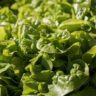 Who Has Lettuce on Sale