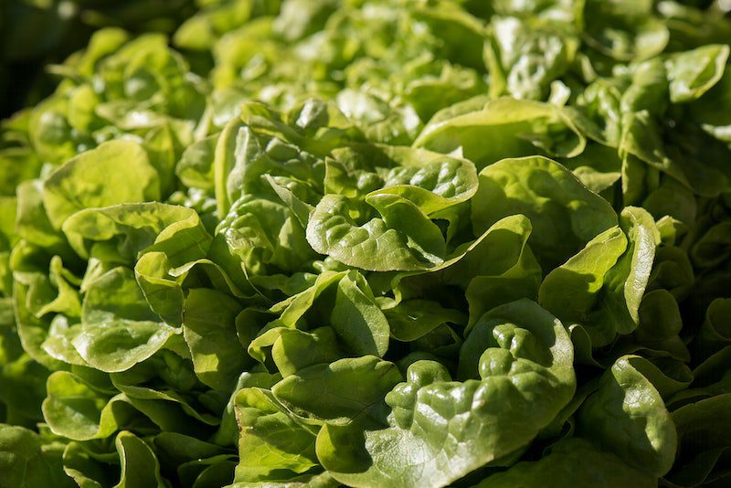 Who Has Lettuce on Sale