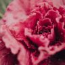 Why Does Lettuce Turn Pink
