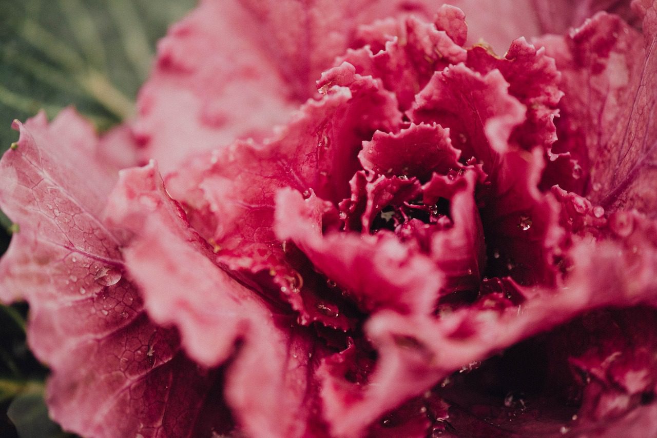 Why Does Lettuce Turn Pink