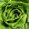 Why Does My Homegrown Lettuce Taste Bitter