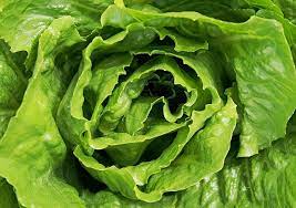 Why Does My Homegrown Lettuce Taste Bitter