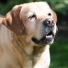 Will lettuce hurt dogs