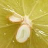 all about lemons without pips