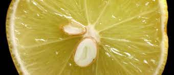 all about lemons without pips